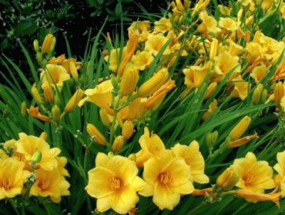 hemerocallis