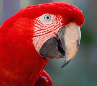 guacamayo