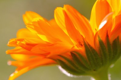 calendula