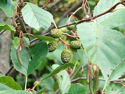 Catkins