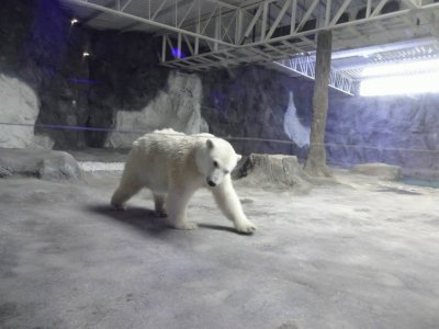 Urso Polar