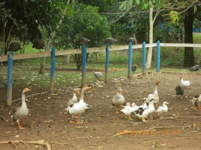 Gansos e Galinha de Angola