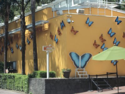 mariposas