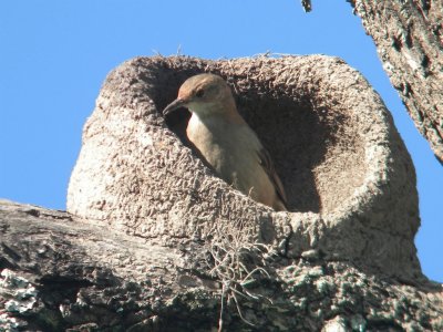 Hornero construyendo en la Provincia Salta. Argentina