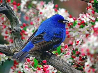 colorÃ­n azul