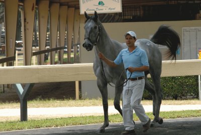 Thoroughbred Ocala Breeders Sale June 2015