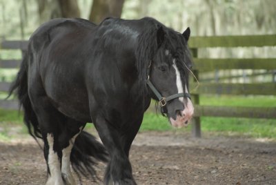 Gypsy Vanner Horse