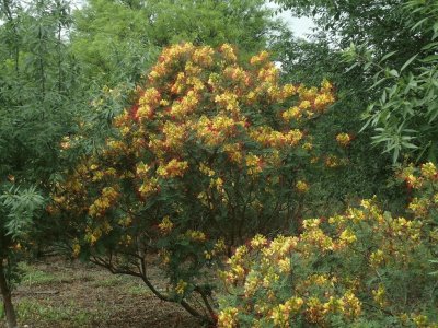 caesalpinia gillesii