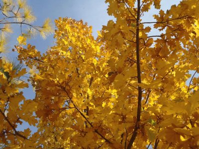 roble amarillo