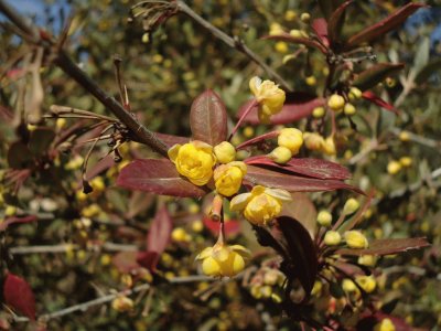 berberis