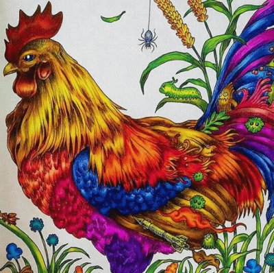 Amazing Rooster