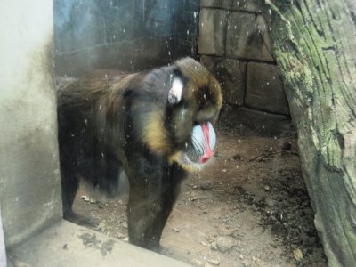 mandril