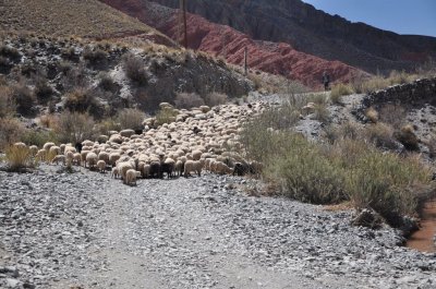 Cianzo. Jujuy. Argentina