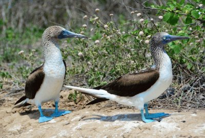 piqueros de patas azules