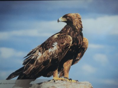 aguila