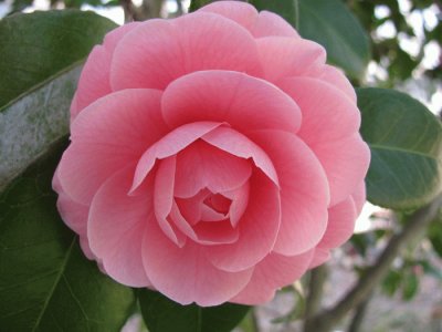 camelia