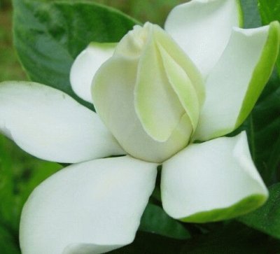 gardenia