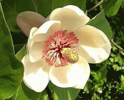 magnolia