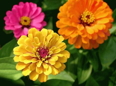 zinnia