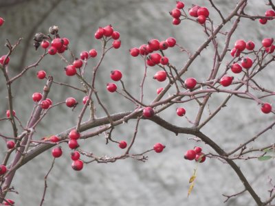 cinorrodi di rosa