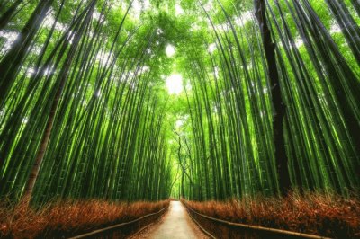 Camino al monte Arashiyama. Kyoto. JapÃ³n