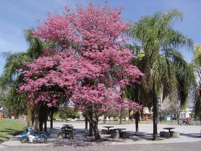 En Rosario. Santa Fe. Argentina