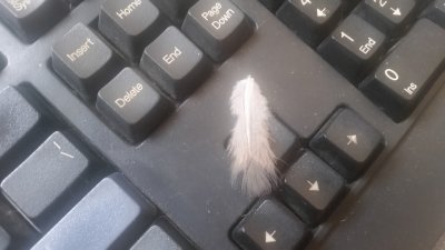 feather on keyboard