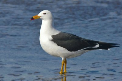 gaviota cangrejera