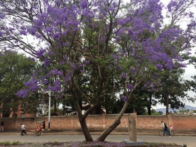 Jacarandá