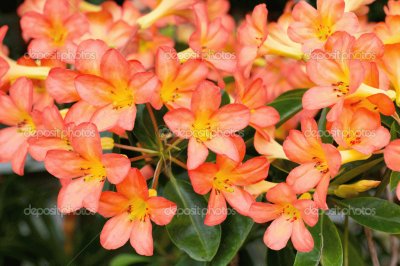 flor del desierto