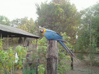 Arara no quintal da casa de minha mãe