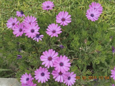 Flores fotografadas no Peru