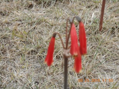 Flor SÃ­mbolo Inca - Peru