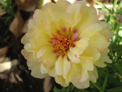 portulaca