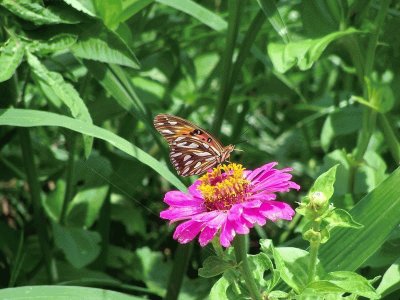 mariposa monarca