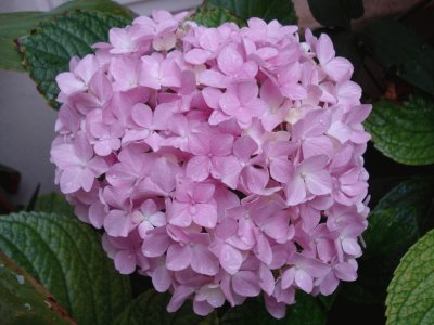 hortensia