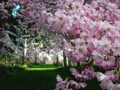 sakura