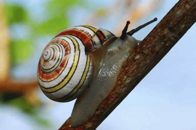 caracol