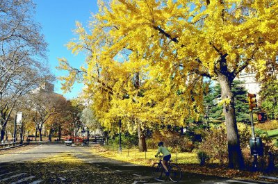 ginkgo biloba