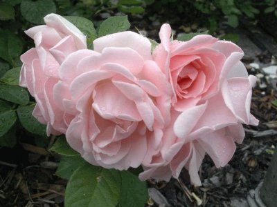 rosas