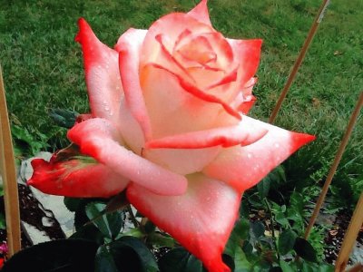 rosas