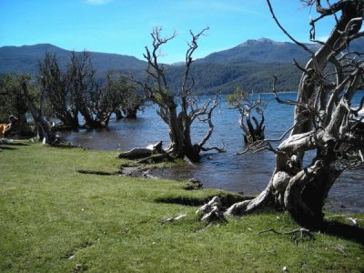 Quila Quina. NeuquÃ©n. Argentina