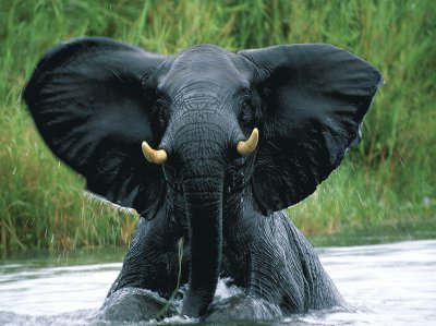 Elephant in Water