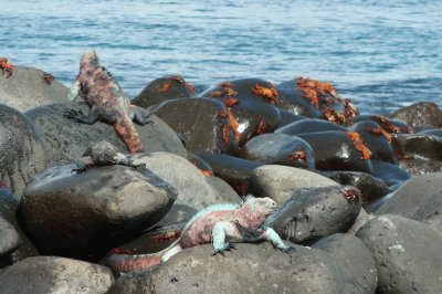 En las Islas GalÃ¡pagos. Ecuador