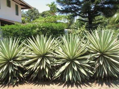 Pés de Agave