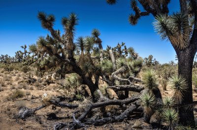 joshua-tree-arizona