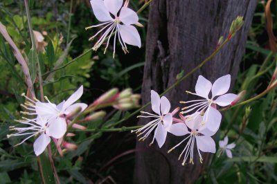 gaura