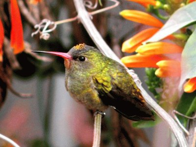 colibrÃ­