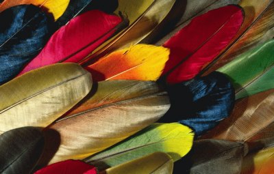 Parrot Feathers