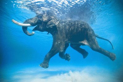 Swimming Elephant